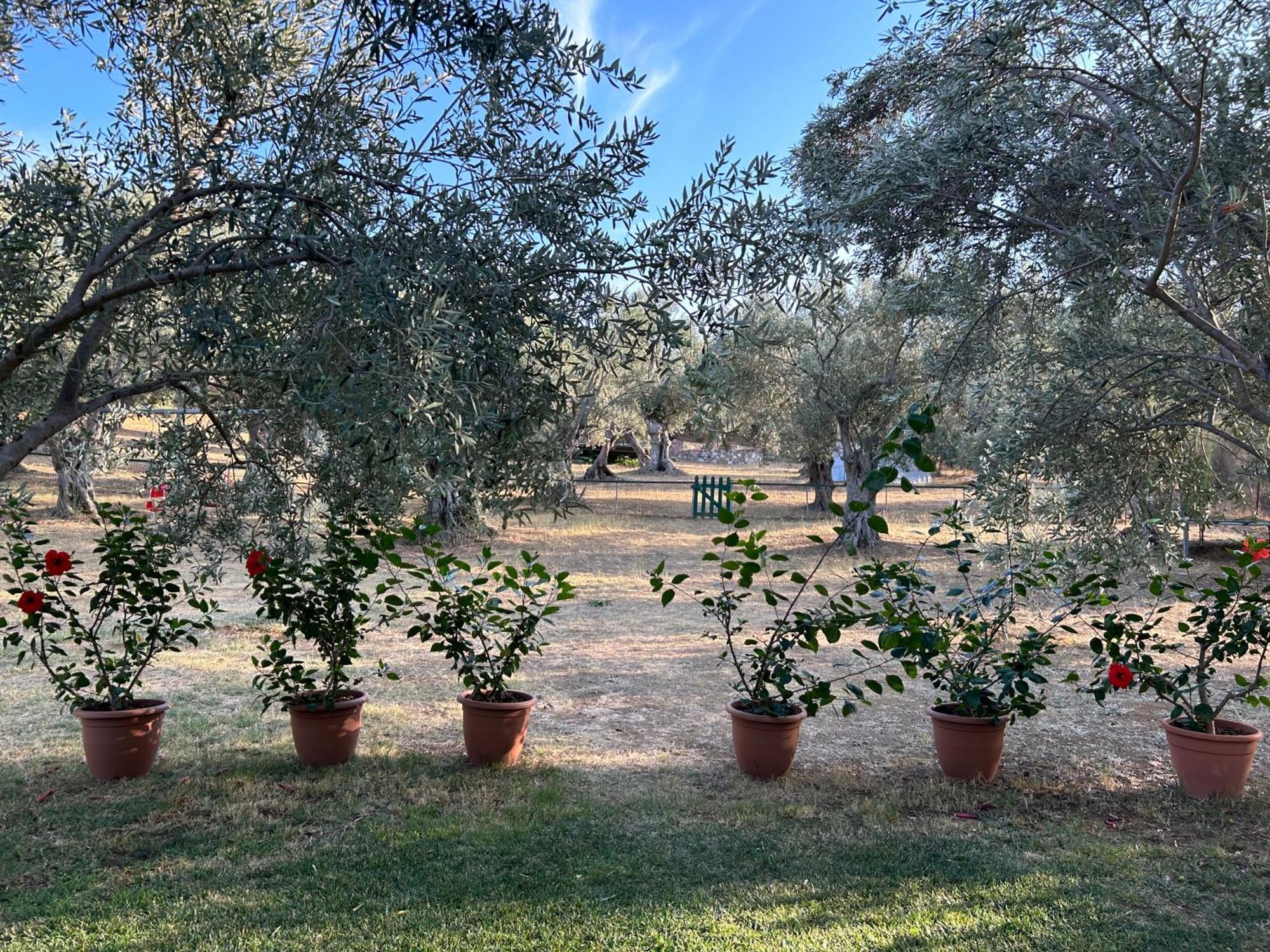 Villa Daphnis & Chloe Πύργοι Θέρμης Εξωτερικό φωτογραφία